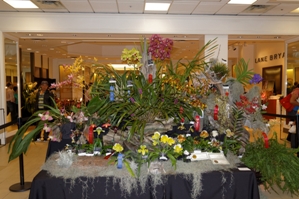 American Orchid Society Artistic Certificate Newport Harbor Orchid Society AC/AOS 0 pts. back
